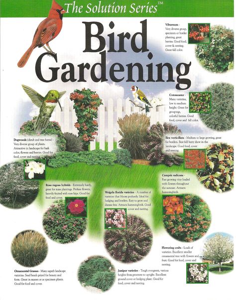 Bird Gardening Plant Plan;  Create your own habitat garden with these Flowering suggestions Dogwood Shrub, Habitat Garden, Garden Vines, Hummingbird Garden, Wildlife Gardening, How To Attract Birds, Backyard Birds, Bird Garden, Butterfly Garden