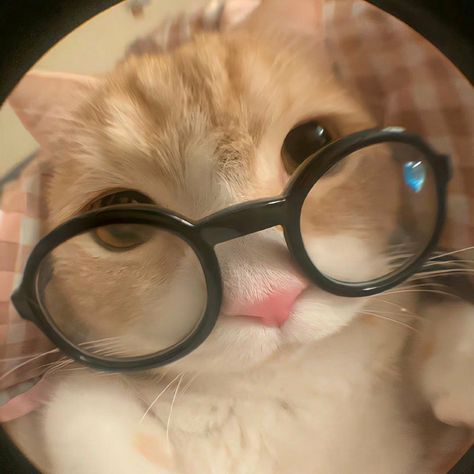 People can get real catty when it comes to animals close to their food. Wearing Glasses, A Cat, The Internet, Internet, Funny, White