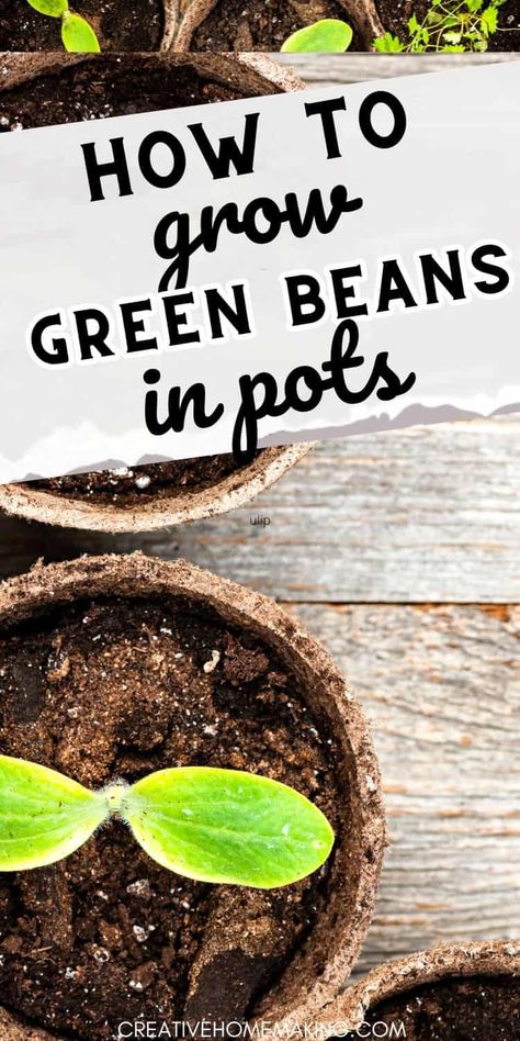 Explore innovative container gardening ideas with our tips for growing delicious green beans in pots. Start your own urban garden today! Growing Green Beans Indoors, Planting Green Beans, Grow Green Beans, Delicious Green Beans, Growing Green Beans, Container Gardening Ideas, Planting Garden, Bean Varieties, Balcony Gardening