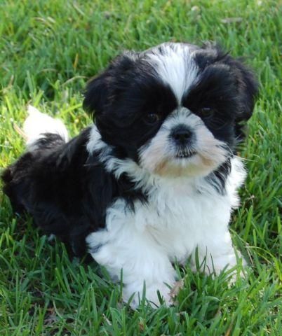 Black And White Shih Tzu, Chiweenie Puppies, White Shih Tzu, Shih Tuz, Yorkie Poodle, Perro Shih Tzu, Chien Shih Tzu, Shitzu Dogs, Shitzu Puppies