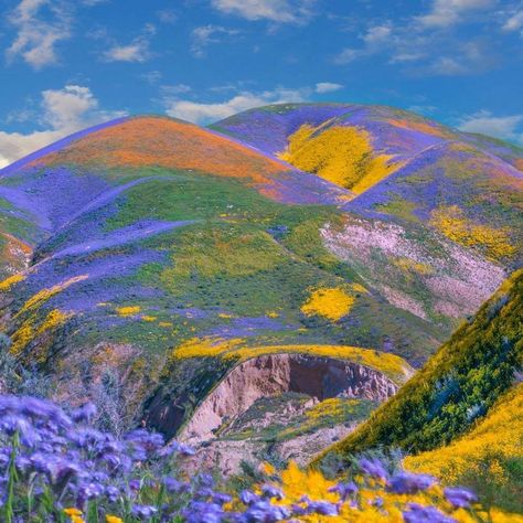 Super Bloom - California, Temblor Range, Carrizo Plain National Monument (2019.) 📷 Tim Fitzharris. A superbloom is a rare desert botanical phenomenon in which an unusually high proportion of wildflowers whose seeds have lain dormant in desert soil germinate and blossom at roughly the same time. The phenomenon is associated with an unusually wet rainy season. The term may have developed as a label in the 1990s. (wiki) Colorful Landscape Photography, Nature Landscape Photography, Super Bloom, Colorful Nature, Nothing But Flowers, Diy Simple, Photography Beautiful, Jolie Photo, National Monuments