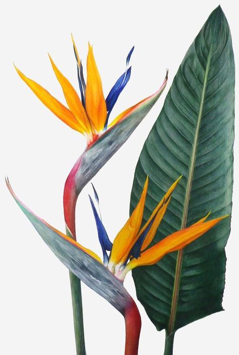 Skincare Combination, Floral Arrangements Ideas, Paradise Flowers, Paradise Plant, Birds Of Paradise Flower, Cute Drawing, Botanical Painting, Bird Of Paradise, Flower Art Painting