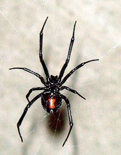 The 10 Most Dangerous Spiders in the World | Outdoor Life Spider Bite Symptoms, Sydney Funnel Web Spider, Venomous Spiders, Recluse Spider Bite, Brazilian Wandering Spider, Spider Identification, Dangerous Spiders, Funnel Web Spider, Most Dangerous Animals