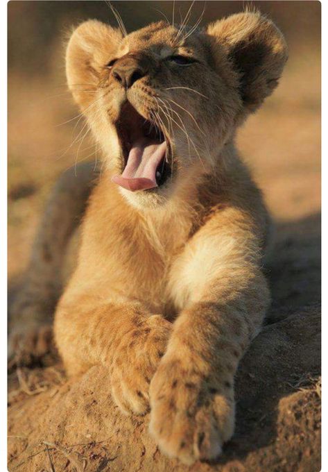 Tired little lion cub at the end of a long day. Wild Animals Photos, Gato Grande, Il Re Leone, Lion Love, Re Leone, Cute Lion, Lion Cub, Baby Lion, Hyena