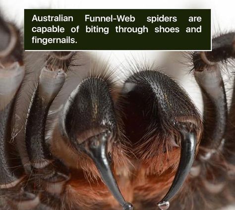 Weird Animal Facts, Spider Fact, Animal Facts For Kids, No One Asked, Fun Facts About Animals, Scary Animals, Unbelievable Facts, Arthropods, Creature Feature