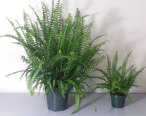 Dividing Large Kimberly Queen Ferns - Kentucky Living Kimberly Queen Fern, Fern Planters, Potted Ferns, Ferns Care, Container Herb Garden, Shade Gardening, Bloom Where Youre Planted, Window Box Flowers, Container Gardening Flowers