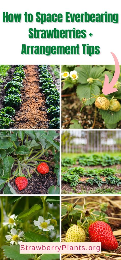 How to Space Everbearing Strawberries + Arrangement Tips Everbearing Strawberries, Strawberry Varieties, Strawberry Beds, Diy Raised Garden, Growing Strawberries, Strawberry Patch, Strawberry Plants, Garden Plans, Plant Spacing