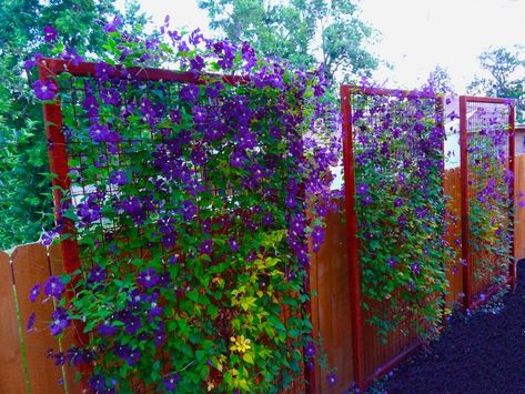 Backyard Landscaping Ideas for Privacy Fence and Screen Ideas For Privacy Fence, Landscaping Ideas For Privacy, Trellis Arbor, Privacy Fence Landscaping, Privacy Fencing, Backyard Sanctuary, Privacy Landscaping, Garden Privacy, Yard Landscape