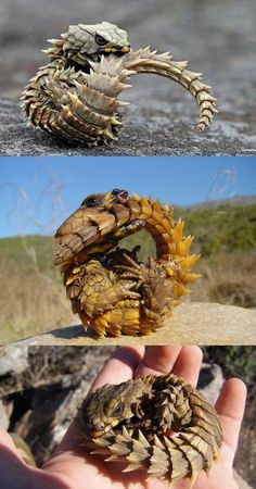 Armadillo Girdled Lizard. Oh man, he is super cool. Armadillo Lizard, Cute Lizard, Baby Dragons, Cute Reptiles, Baby Dragon, Reptiles And Amphibians, Bearded Dragon, 판타지 아트, Cute Creatures