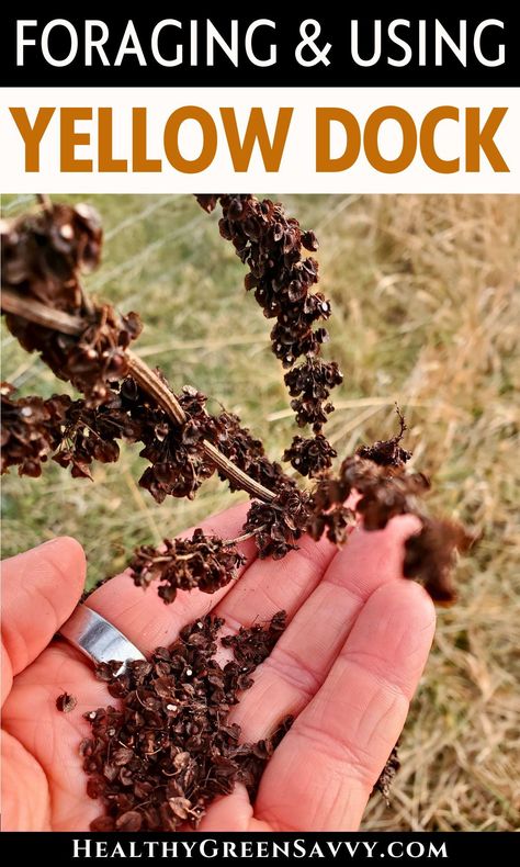 Ever foraged yellow dock (aka curly dock)? This useful wild plant can has edible leaves, stalks, and seeds as well as a medicinally-useful root. Find out more about identifying, harvesting, and using yellow dock. | medicinal plants | foraging guide |  edible wild plants | Curly Dock Uses, Yellow Dock Benefits, Yellowdock Root Benefits, Herb Preservation, Curly Dock, Medicinal Herbs Remedies, Wild Recipes, Foraging Guide, Edible Leaves