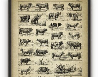 Antique Bulls Illustration Print - Beef Cattle Ranch Art Decor - Cow Breeds Poster - French Book Plate Farm Illustrations - Farming Poster Cow Breeds, Ranch Art, Cow Illustration, Farm Wall Art, Cattle Ranch, Cattle Breeds, Ranch Decor, Beef Cattle, Cattle Ranching