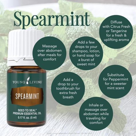 Pass the Mints! There's something about mint scents that open up the breathing and awaken the senses. Young Living offers three mint oils, including Peppermint, Spearmint, and Wintergreen. Peppermint essential oil is perfect for cooling, which can help soothe muscles and provide a burst of energy. Spearmint oil has a milder, sweeter minty aroma that can uplift the mood and aid digestion. Wintergreen, with its fresh and invigorating scent, is often used to soothe muscles and support joint hea... Spearmint Uses, Wintergreen Essential Oil, Spearmint Essential Oil, Mint Oil, Peppermint Essential Oil, Young Living, Peppermint, Essential Oil, Muscles