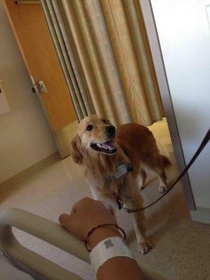 14 Times When Pets Knew You Needed Cheering Up Golden Retriever Therapy Dog, Most Beautiful Dog Breeds, Child Life Specialist, Beautiful Dog Breeds, Hospital Pictures, Therapy Dog, Bed Rest, In Hospital, Therapy Dogs