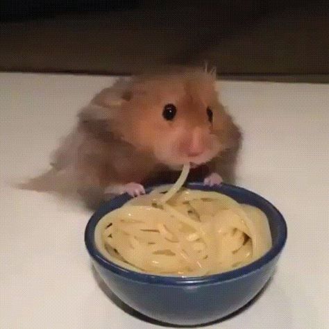 Hamster Eating, A Hamster, Noodles, Spaghetti, Blue, White