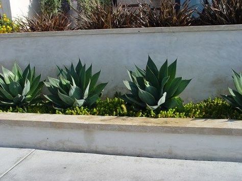 Concrete Retaining Walls, Backyard Layout, Cement Patio, Planter Wall, Garden Walls, Landscaping Retaining Walls, Stucco Walls, Concrete Planter, Front Landscaping