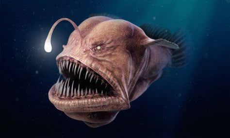 Top 10 Weirdest Deep Sea Creatures | Owlcation Scary Sea Creatures, Dangerous Fish, Deep Sea Animals, Sea Creatures Drawing, Deep Sea Life, Weird Sea Creatures, Scary Animals, Underwater Animals, Deep Sea Creatures