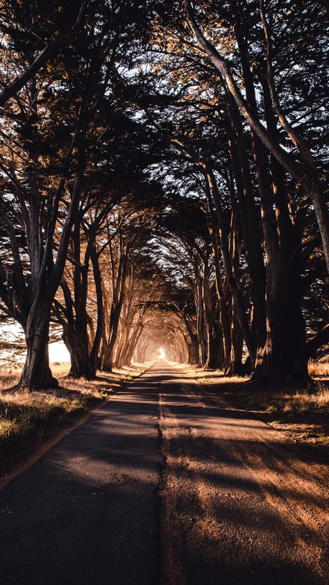 Ground Wallpaper, Tree Tunnel, Point Reyes National Seashore, Best Nature Wallpapers, Natural Photography, Hd Nature Wallpapers, Wallpaper Disney, Pc Wallpaper, Tree Wallpaper