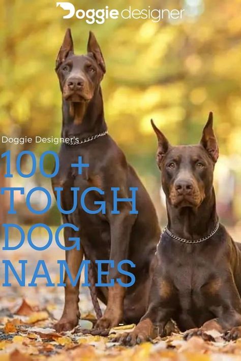 Tough Dog Names Boys, Strong Dog Names Male, Viking Dog Names, Female Dog Names List, Strong Dog Names, Tough Dog Names, Big Dog Names, Top Dog Names, Dogs Names List