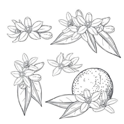 Orange Blossoms Drawing, Orange Tree Blossom Tattoo, Mango Flower Tattoo, Clementine Blossom Tattoo, Orange Blossom Tree, Orange Blossom Line Drawing, Florida Orange Blossom Tattoo, Orange Blossom Art, Orange Blossom Tattoo Simple