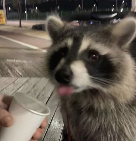 it's a racoon (not mine just using for pinterest buisness account) Raccoon In Nature, Raccoons Aesthetic, Racoon Fursona, Wizard Raccoon, Russian Raccoon, Racoon Pfp, Racoon Aesthetic, 2 Raccoons, Racoon Pictures