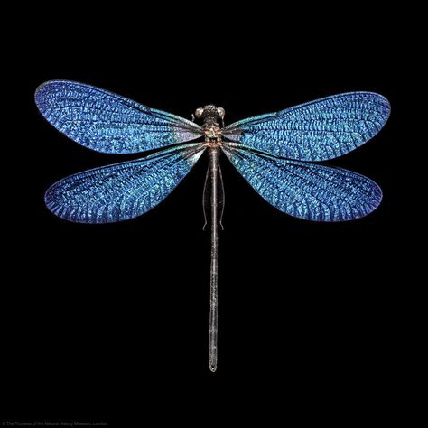 Blue Moth Aesthetic, Dragonfly Artwork, Dragonfly Images, Dragonfly Photography, Dragonfly Photos, Dragon Flys, Dragonfly Tattoo Design, Damselflies, Colorful Dragonfly