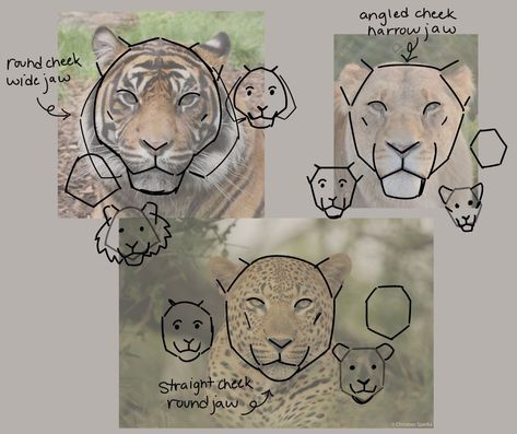 animals Big Cat Drawing Tutorial, Tiger Art Reference, Tiger Head Reference, Animal Art Study, Animal Study Drawing, Anatomy Animals Study, Tutorial How To Draw, Animal Drawing Tips, Tiger Anatomy Drawing