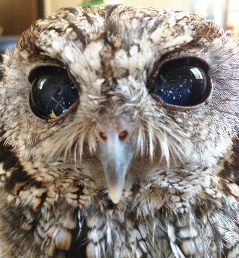 A veterinary ophthalmologist thoroughly examined him, brought him back to health, and deemed him nonreleasable because he only has about 10% of his vision and would not be able survive in the wild on his own” Since he had mesmerizing starry eyes, they named him Zeus, the God of the Sky Blind Owl, Western Screech Owl, Galaxy Eyes, Screech Owl, Owl Eyes, Star Eyes, Beautiful Owl, Large Eyes, Gorgeous Eyes