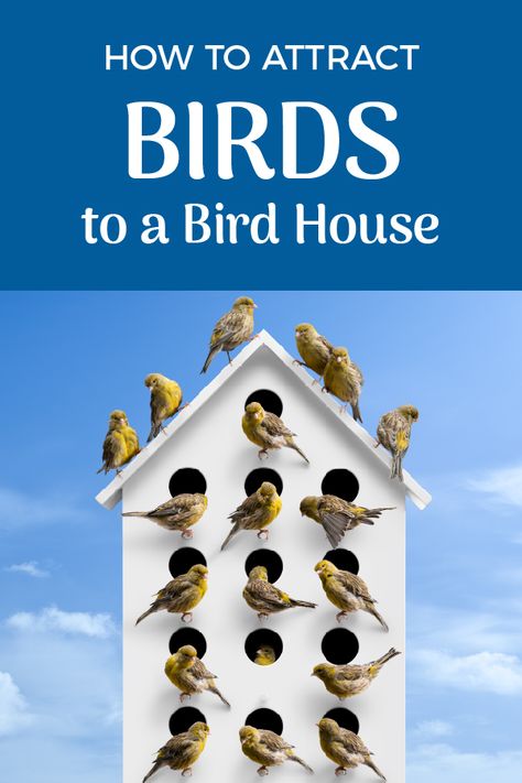 You finally got that bird house up, now comes the part of getting the birds there. Learn how to attract birds to your bird house. #Birds #BirdWatching #BirdHouse #BirdFeeding Attract Birds To Feeder, How To Attract Birds To Feeder, How To Attract Birds To Your Yard, Attract Bats, Bird Watching For Beginners, Backyard Birds Feeders, Squirrel Feeders, Bird & Wildlife Houses, Swallow Bird