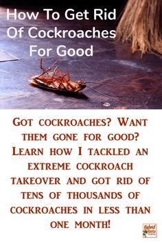 Ways To Get Rid Of Roaches Home, Ways To Get Rid Of Roaches, How To Clean Up After Roaches, Natural Remedies For Roaches, Best Way To Get Rid Of Cockroaches, Home Remedy For Roaches, How To Get Rid Of Roaches In Apartment, Natural Ways To Get Rid Of Roaches, How To Get Rid Of Roaches In The House