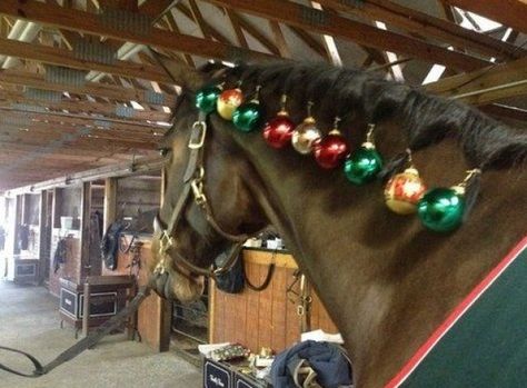 Horse Stall Decorations, Horse Fancy Dress, Horse Halloween Costumes, Horse Braiding, Christmas Horse, Horse Photo, Horse Mane, Horse Costumes, Christmas Horses