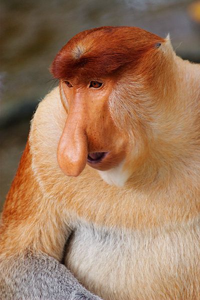 Proboscis monkey - CSMonitor.com Big Nose Monkey, Monkey Species, Proboscis Monkey, Pot Belly, Whitetail Bucks, Inspiration Images, Curious Creatures, Monkeys Funny, Rare Animals