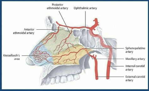 Note: "Ethmoidal arteries" are branch of "Opthalmic artery" which is branch of "Internal carotid artery" Foramen Magnum, Unclog Arteries, Internal Carotid Artery, Gross Anatomy, Carotid Artery, Arteries And Veins, Health Guru, Spine Health, Dark Underarms