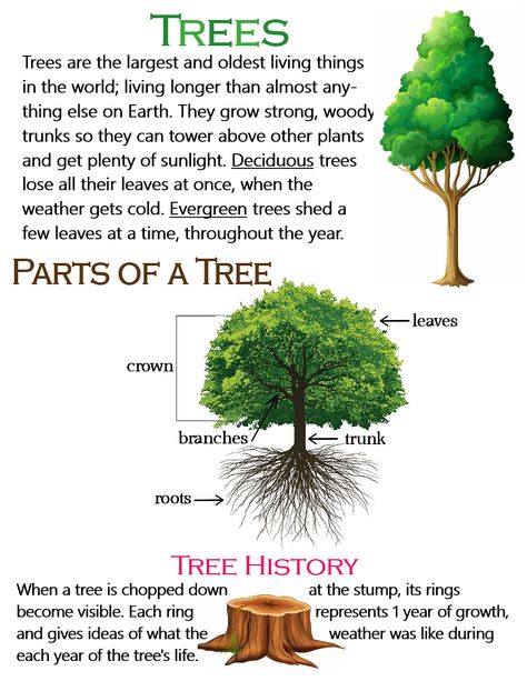 Trees (Parts of a Tree & Tree History) ~ Anchor Chart * Jungle Academy Facts About Trees, Parts Of A Tree, Substitute Teacher Tips, School Wall Art Ideas, Science Homeschool, Biological Science, 10 Sentences, Earth Science Lessons, Types Of Trees