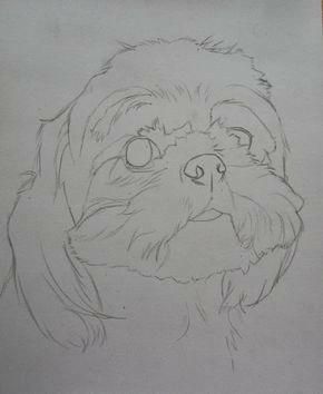 Dog Pencil Drawings Step By Step, Shih Tzu Art, Animal Painter, Perro Shih Tzu, Chien Shih Tzu, Puppy Drawing, Pets Drawing, 강아지 그림, Shih Tzu Dog