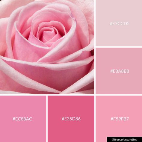 Baby Pink Rose | Valentine's Day | Feminine | Color Palette Inspiration. | Digital Art Palette And Brand Color Palette. Cute Pink Color Palette, Rose Pink Colour Palette, Rose Color Pallete, Sassy Branding, Baby Pink Color Palette, Rose Pink Color Palette, Rose Color Palette, Feminine Colors, Rose Palette