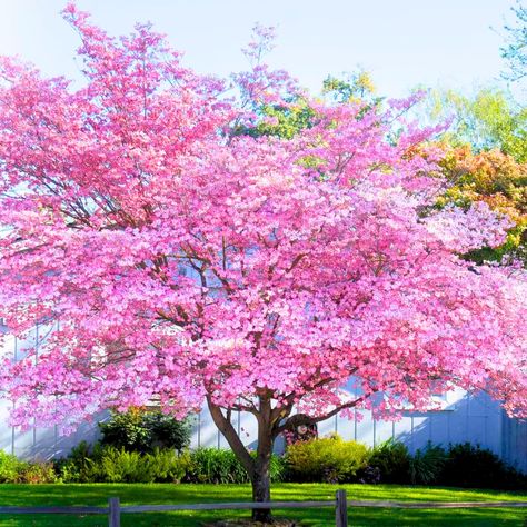 PRICES MAY VARY. Common Name: Pink dogwood, pink flowering dogwood Bloom Time: Spring, Hardiness Zones: 5-9 Soil Type: Moist but well-drained Pink Dogwood Tree Plant Live, Pink Dogwood Tree for Planting Outdoors, Pink Flowering Dogwood Tree, 6 to 12 Inc Tall in Quart Pot Trees For Backyard, Flowering Dogwood Tree, Pink Dogwood Tree, Flowering Dogwood, Trees For Front Yard, Dogwood Blooms, Soil Type, Dogwood Tree, Hardiness Zones