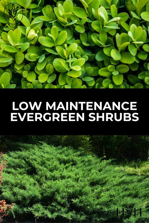 Pacific Northwest Evergreen Shrubs, Evergreen Foundation Shrubs, Mounding Evergreen Shrubs, Best Low Maintenance Shrubs, Evergreen Shrubs Landscaping, Evergreen Foundation Plants, Small Low Maintenance Shrubs, Holly Fern Landscaping, Front Landscape Ideas Low Maintenance