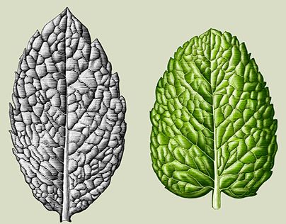 Leave Illustration, Mint Drawing, Mint Illustration, Fruits Illustration, Product Illustration, Leaves Art, Engraving Illustration, Fruit Illustration, Pot Designs