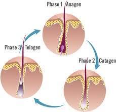 air follows a specific growth cycle with three distinct and concurrent phases: anagen, catagen, and telogen phases. Each phase has specific characteristics that determine the length of the hair. All three phases occur simultaneously; one strand of hair may be in the anagen phase, while another is in the telogen phase. Hair Science, Epidermal Growth Factor, Hair Structure, Ad Ideas, Strand Of Hair, Hair Growth Cycle, Makeup Supplies, Different Hair Colors, Club Hairstyles