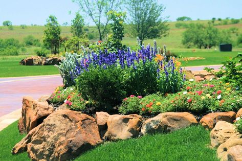 South Texas Landscaping, Dallas Landscaping, Southern Flowers, Full Sun Landscaping, Blond Curls, Xeriscape Front Yard, Native Plant Landscape, Texas Landscaping, Xeriscape Landscaping