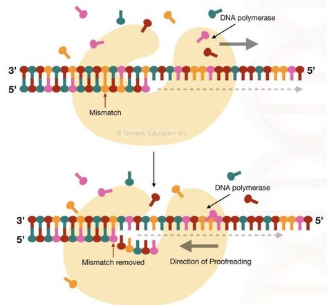 Endocrine System Hormones, Dna Polymerase, Dna Replication, Dna Sequence, Nucleic Acid, Teaching Biology, School Activity, Endocrine System, The Choice