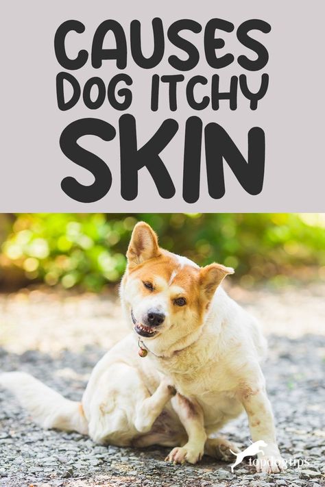 Causes of Dog Itchy Skin Holistic Dog Care, Dog Itching, Itchy Skin, Dog Care, 5 Ways, For Dogs, Do It, Skin, Dogs