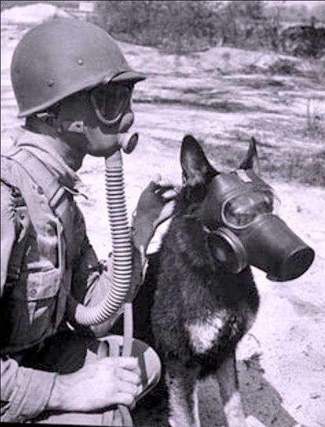 A collection of 34 photos of military dogs and their handlers during WWI and WWII. #ww2 #ww1 #military #worldwari #worldwarii #dogs #servicedogs #militarydogs Best Friend Pictures Cartoon, Friend Pictures Cartoon, Gas Mask Art, Arte Occulta, Military Working Dogs, Ww2 Photos, Military Dogs, Vintage Versace, A Soldier