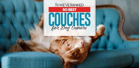 Best Couch For Dog Owners, Pet Friendly Living Room, Dog Living Room, Best Couches, Dog Friendly Furniture, Couch Material, Pet Friendly Furniture, Types Of Couches, Microfiber Couch