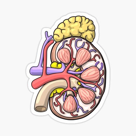 Kidney Sticker, Kidney Illustration, Anatomy Stickers, Kidney Anatomy, Anatomical Illustration, Internal Medicine Doctor, Human Kidney, Anatomy Illustration, Doctor Logos