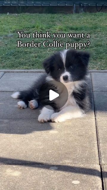 Cute Border Collies, Border Collie Videos, Collie Mix Dogs, Border Collie Puppy Training, Border Collie Colors, Border Collie Training, Cute Border Collie, Border Collie Puppy, Collie Puppy