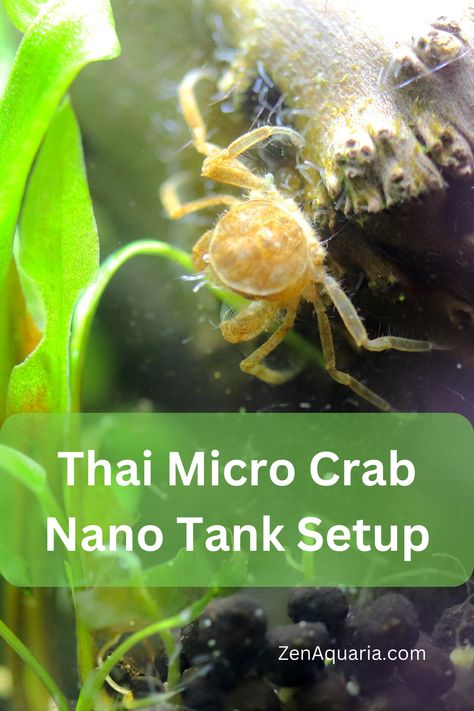 Learn how to set up and aquascape a 2-gallon aquarium for Thai micro crabs. These fully aquatic crabs are one of the best aquarium pets for nano tanks. Thai Micro Crab, Planted Nano Tank, Nano Aquarium Aquascaping, Nano Tank Aquascape Ideas, Tall Fish Tank, Tall Aquarium, Freshwater Aquascape, 5 Gallon Aquarium, Aquarium Pets