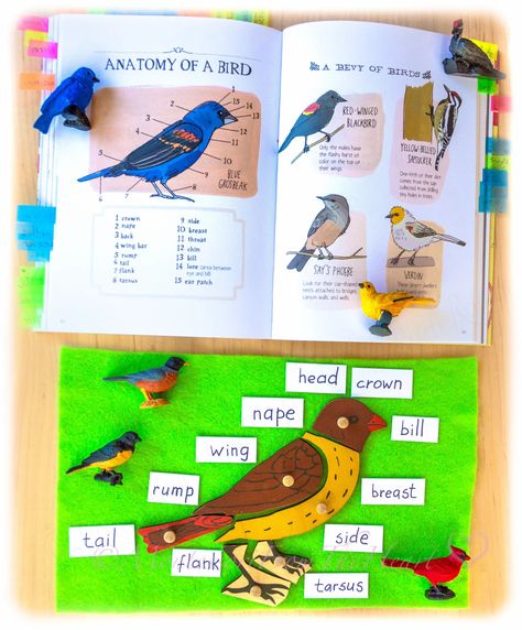 Jan-5-National-Bird-Day-Puzzle-Parts-of-Bird 50-Best-Winter-Kids-Activities | Montessori winter kids activities study to promote STEM, literacy, numeracy & fine-motor control through DIYs & hands-on learning. #montessori #preschool #homeschool #montessoriathome #earlylearning #kidsactivities #winteractivities #wintercrafts #winterwithkids #winterbooks #winterdiy #diy #earlyyears #prek #preschool #birdstudy Nature Anatomy, Leaf Activities, Bird Crafts Preschool, Bird Puzzle, Montessori Resources, January Preschool, Kids Sensory Activities, Bird Study, Anatomy Book