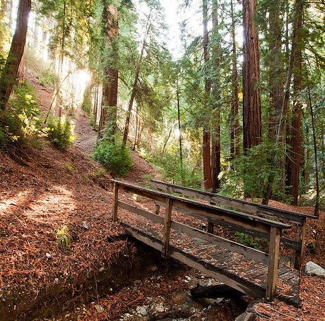 Ventana Campground | Camping In The Big Sur Redwoods Camp Redwood Ahs, Camp Nightwing Aesthetic, Redwood Aesthetic, Quarry Aesthetic, 1984 Aesthetic, 1984 Ahs, Quinn Core, Camp Redwood, Camp Counselor Aesthetic