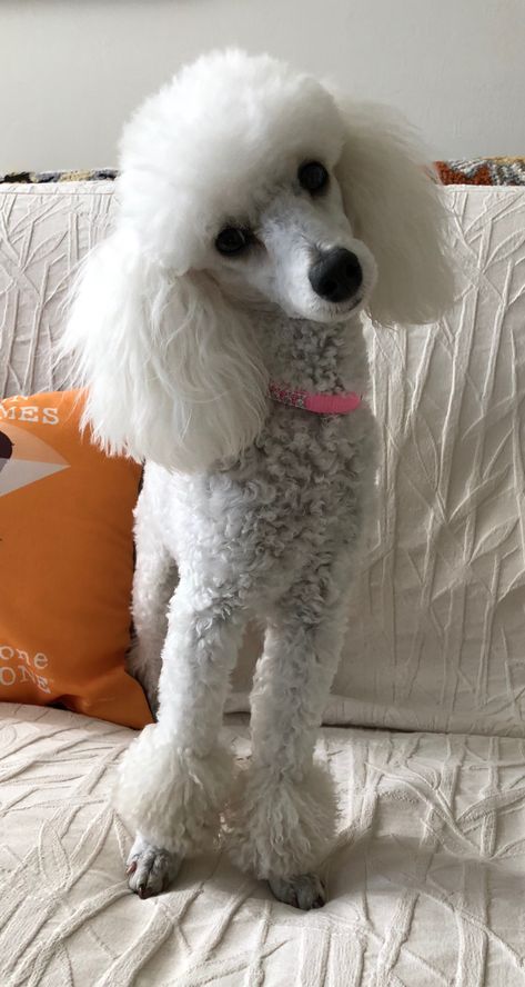 Would anyone like to take me for a walk? Jolie - May 2, 2018 Poodle Hair, Poodle Haircut, Poodle Cuts, French Poodle, Toy Poodles, Positive Dog Training, Poodle Grooming, Easiest Dogs To Train, French Poodles